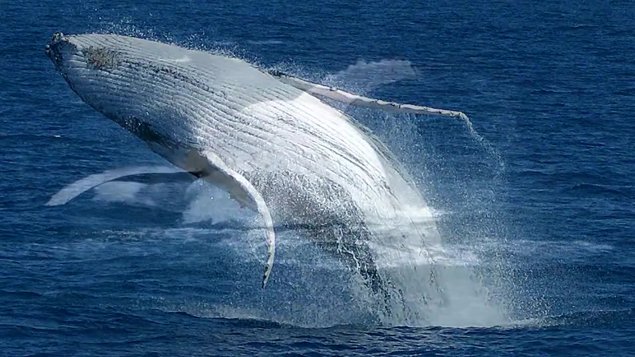 Whale Watching Hervey Bay