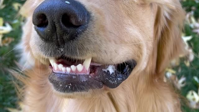 Baxer the Golden Retriever Has Hair Growing Out of His Eye