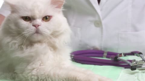 Veterinarian doctor is making a check up of a cute cat