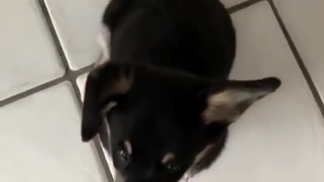That ear flip 😫