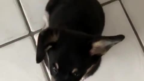 That ear flip 😫
