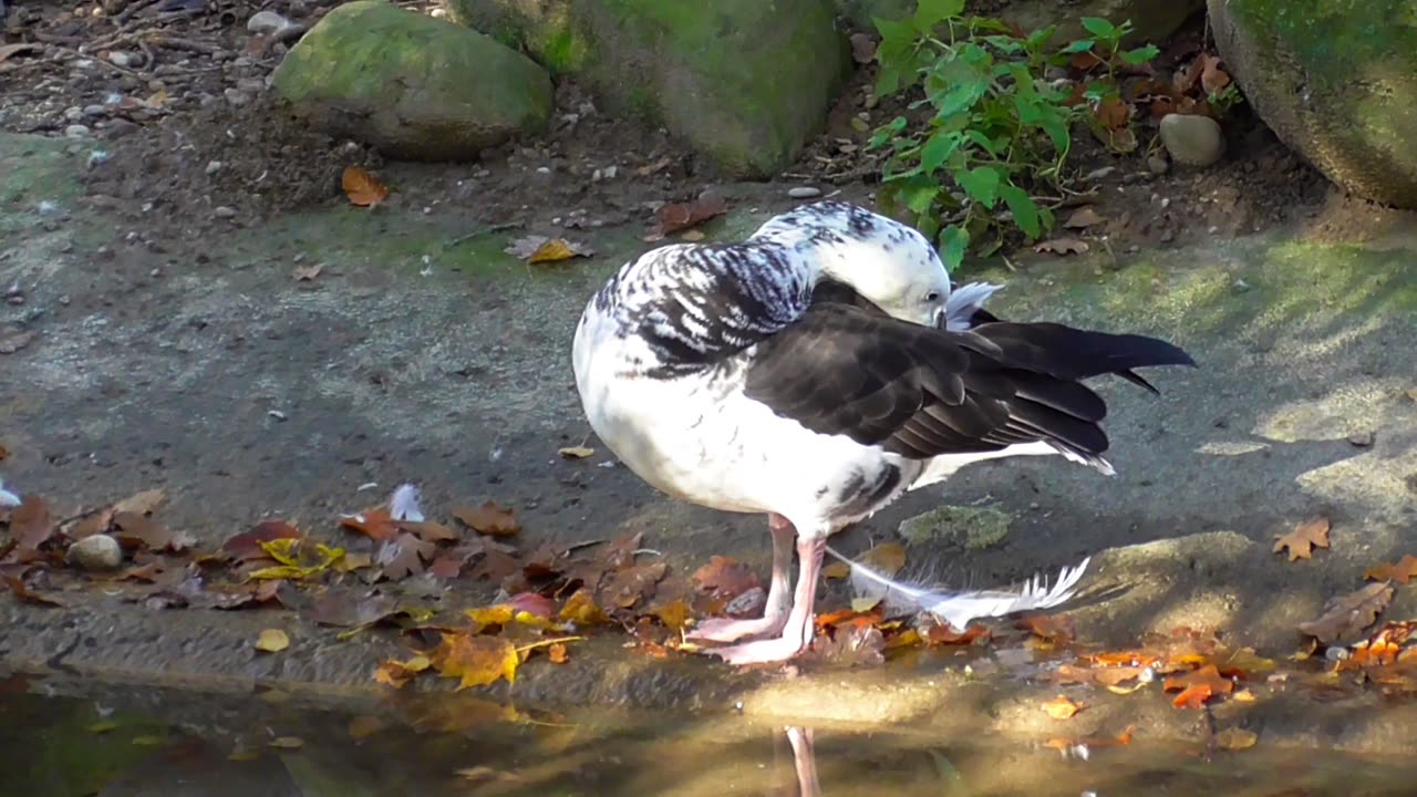 Amazing Feathers and Plumage of a Rare Bird!