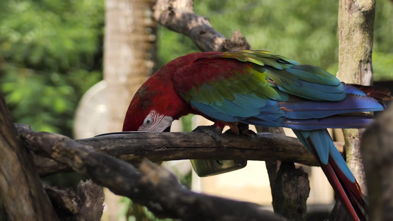 Macaw parrot feeding on a branch