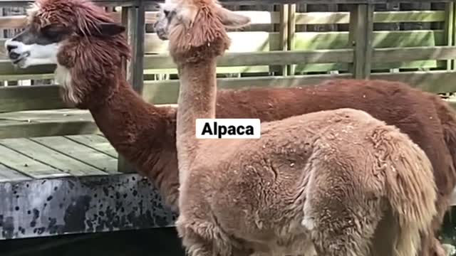 Alpaca