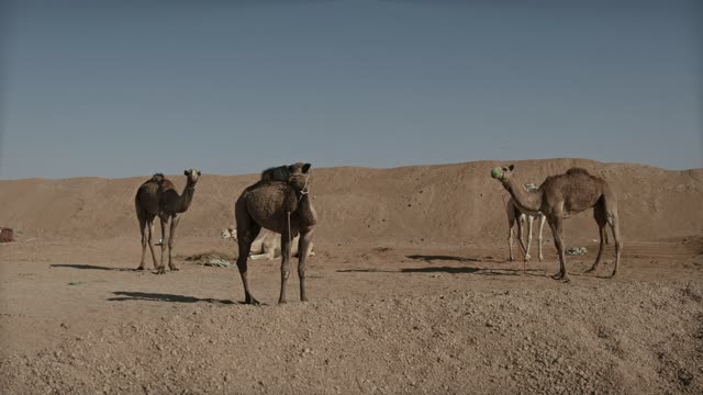 Beauty in the Desert