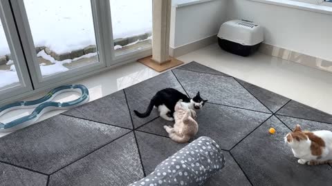 Cat Body Slams Kitten