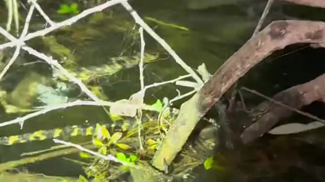 Don’t forget your bug spray in the Everglades