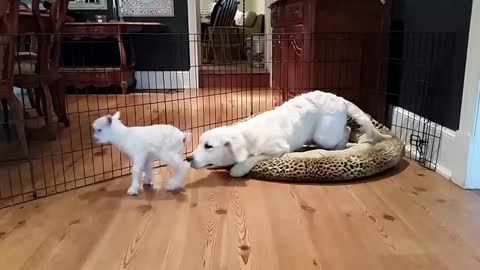 4 day old goat meets 4 month old puppy