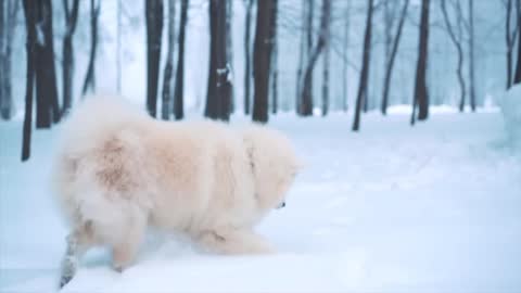 Dog full Injoy masti