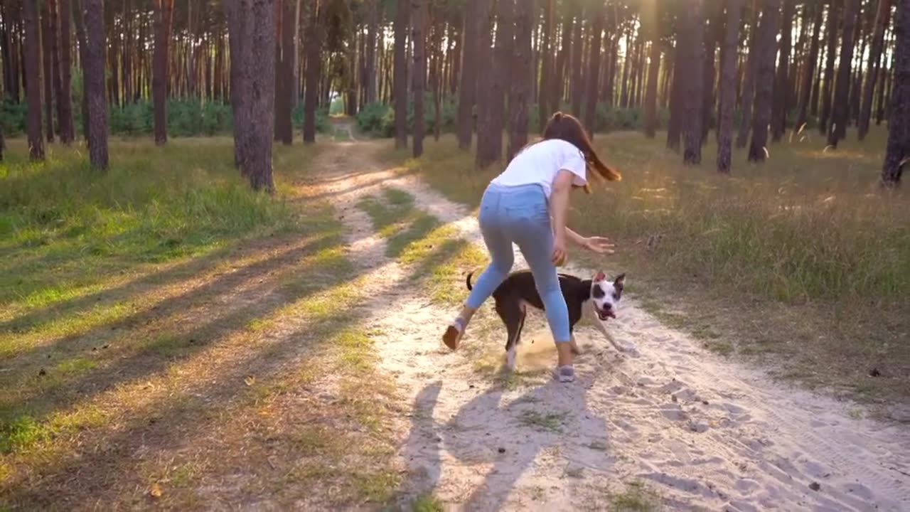 Dog funny video । Animal funny video । Entertainment video । Cat funny video । Dogs fun