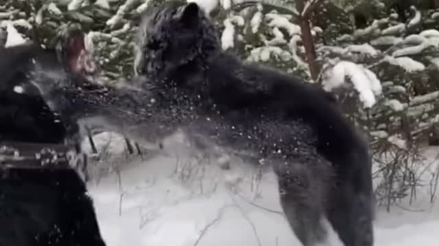 panther and dog are best friends😍🖤