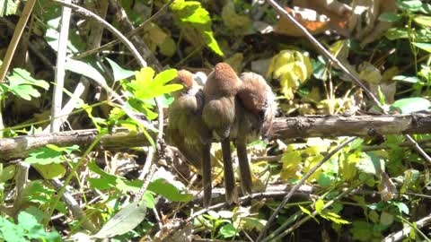 Birds clinging together and drying