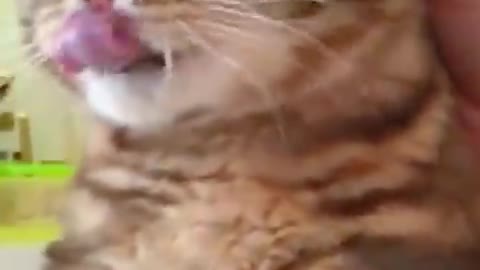 so cute dogs and cat videos 2022|| new funny videos 2022|| Part 1