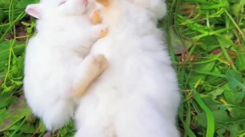 Cute rabbit 🐰 kiss lover rabbit