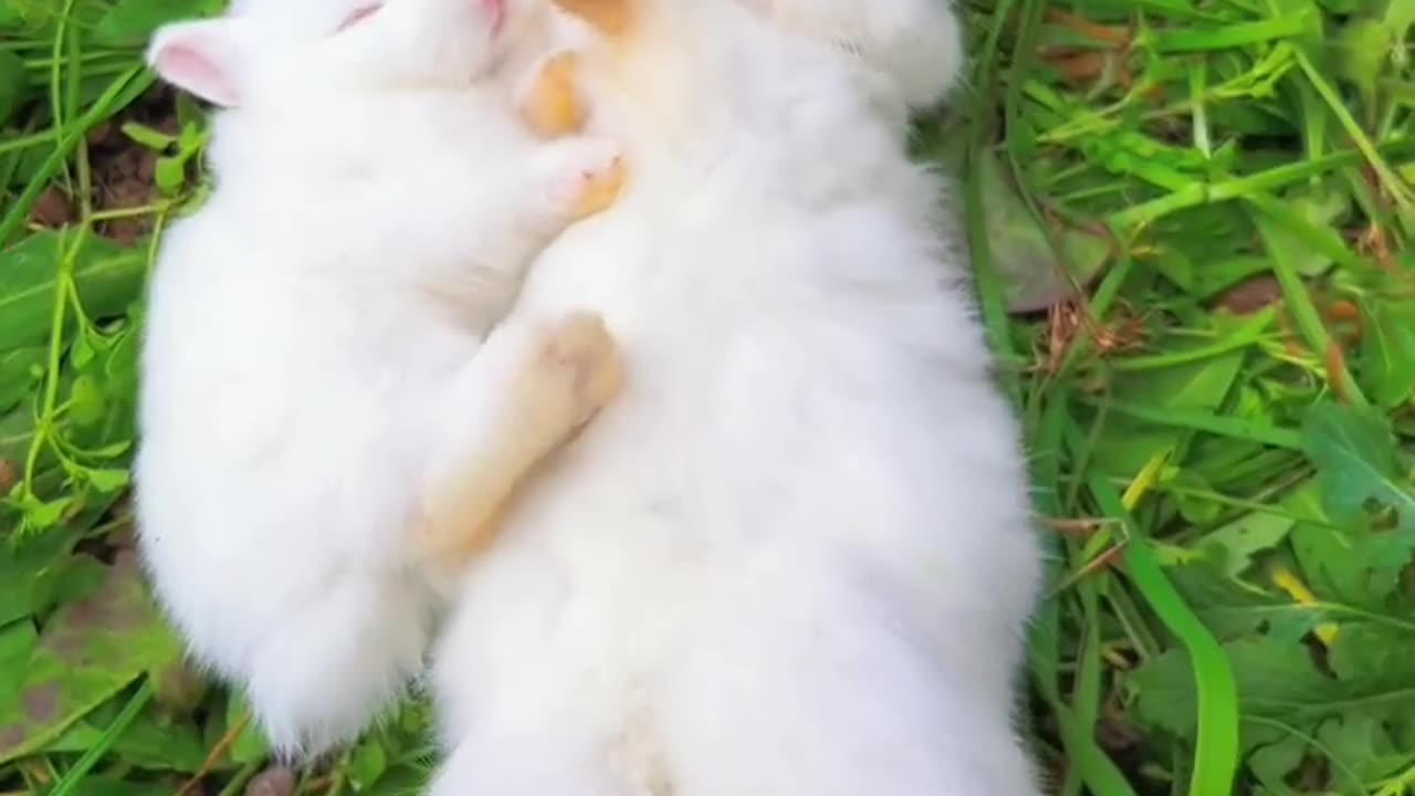 Cute rabbit 🐰 kiss lover rabbit