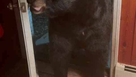 Beautiful Bear Shuts The Door Politely