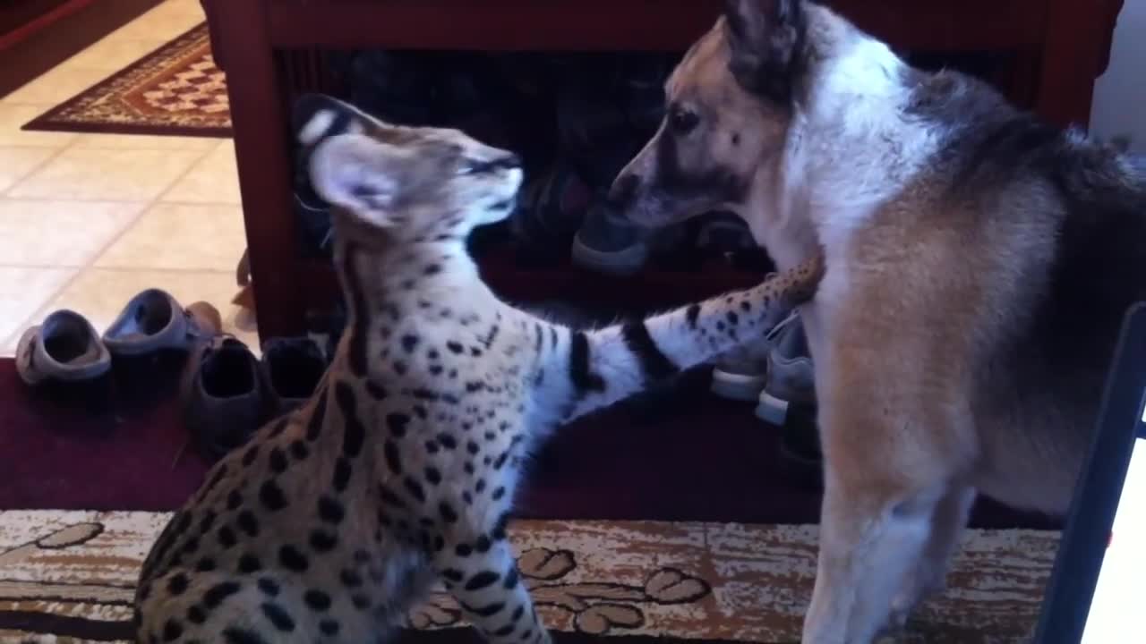 Jagger ( Serval ) playing with german shepherd - heeler cross