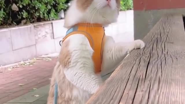 VIRAL FUNNY CAT VIDEO