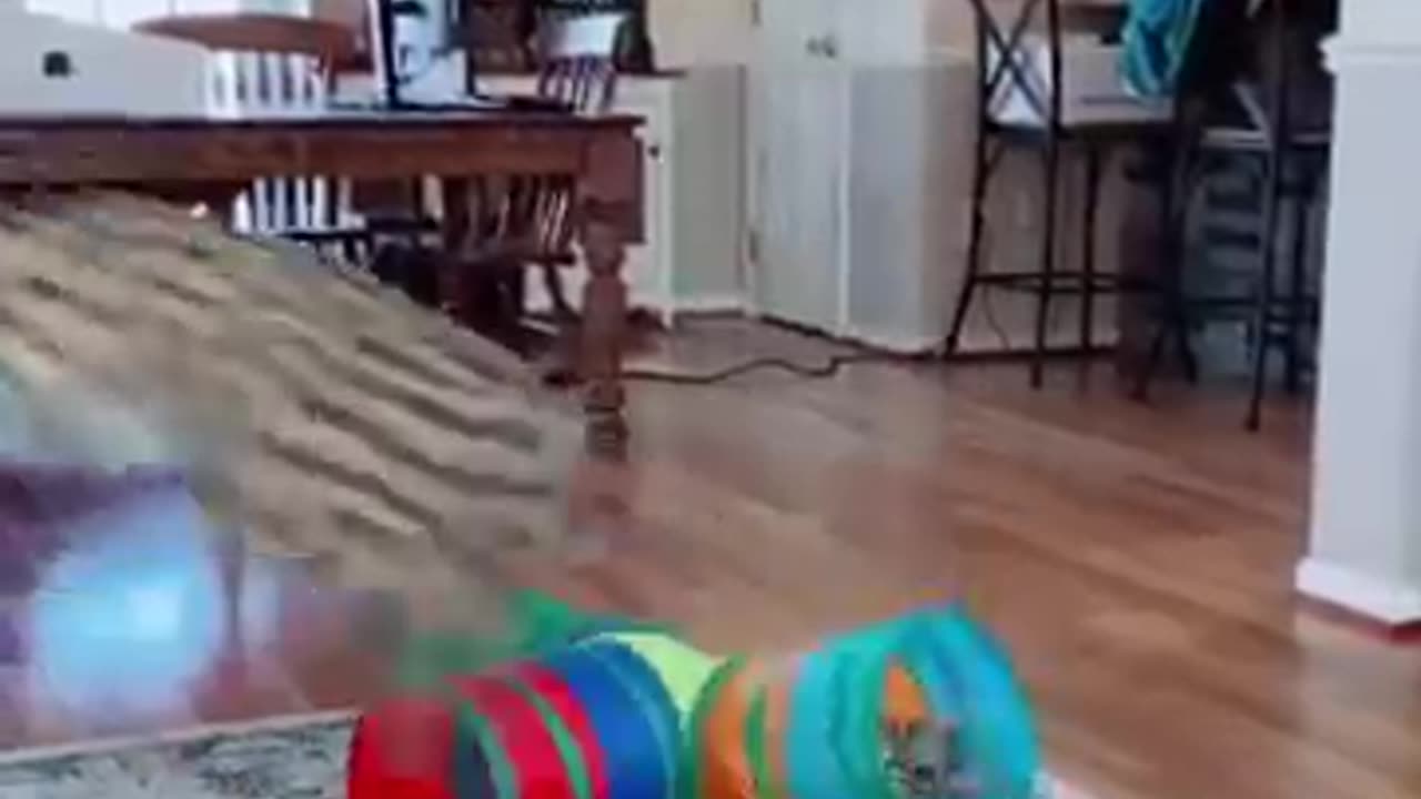 Funny animal