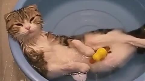 Funny Cat Videos