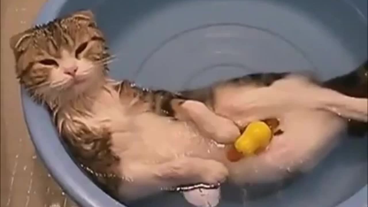 Funny Cat Videos