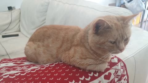 Cute Cat Resting On the Sofa