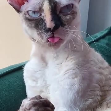 CAT POSING FOR A PHOTO