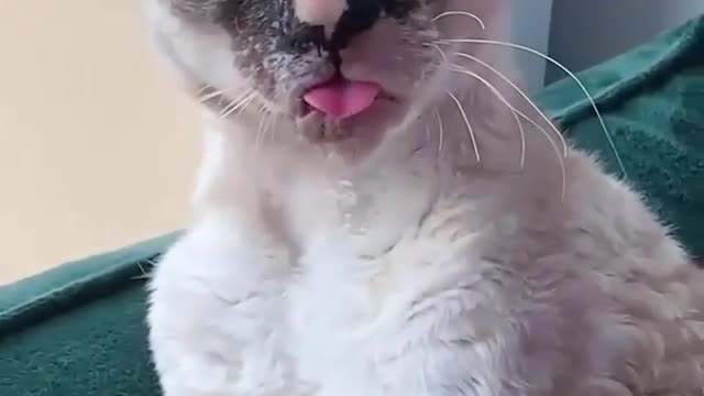 CAT POSING FOR A PHOTO