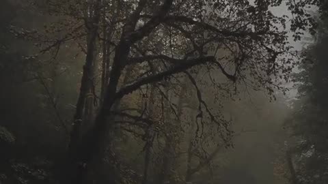 The Wizard of the Wild