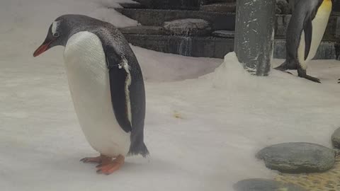 Sydney aquarium