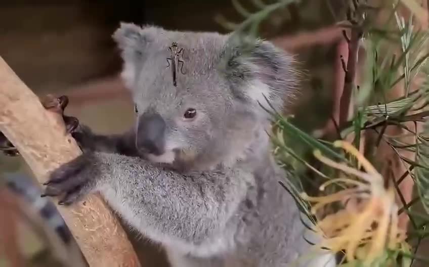Butterfly Kisses for Koala