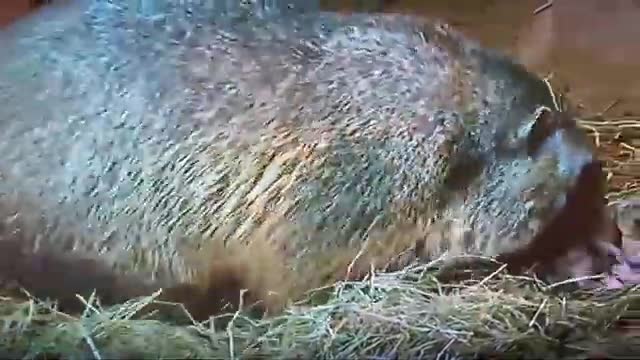 Marmot animal new generation मार मोत बच्चा