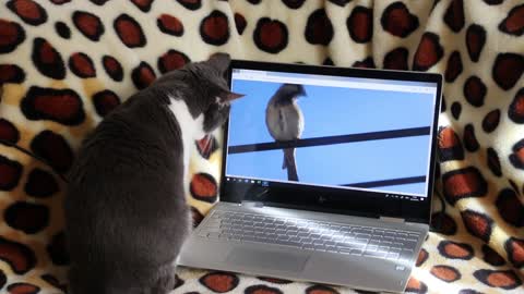 Cat Watches Little Bird On Computer