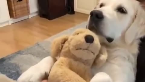 Funny dogs video