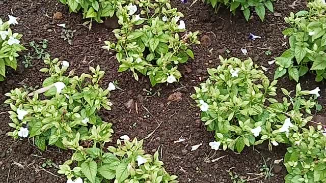 a lot of pink flower