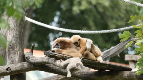 Spider Monkey | Cute Animals | Gerbil