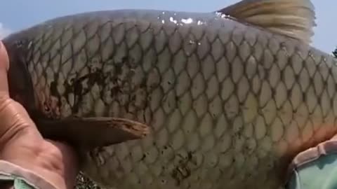 This is a beautiful and charming water-dwelling species