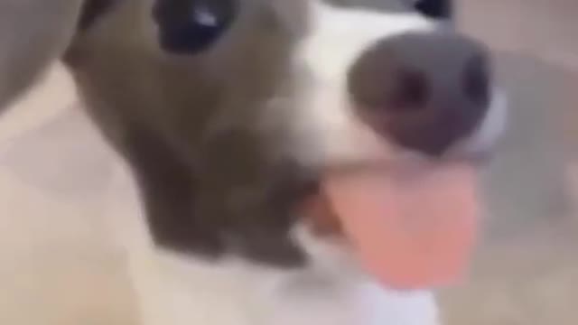 Dog funny moments