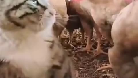 Funny cute Cats