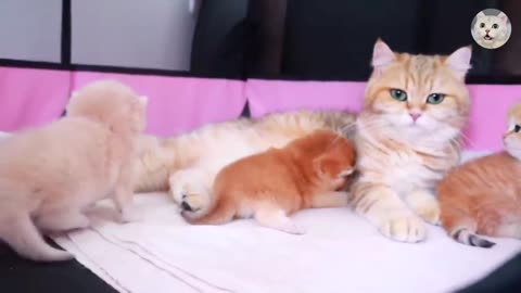 Baby Cute Cat_and Kitten Video | Cutest Cat Video