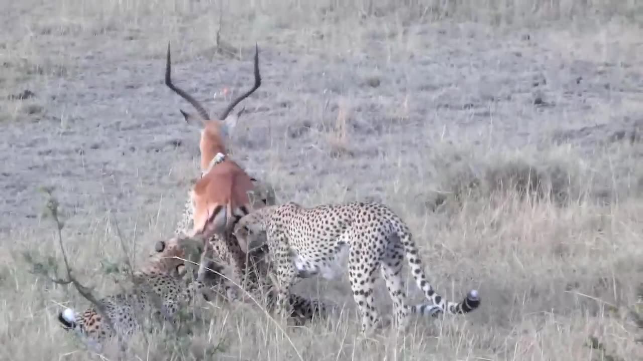 WORLD’S FASTEST ANIMALS FAIL! Grant’s Gazzele Take Down Cheetah With Horns, Lion Hunt Imapala Fail