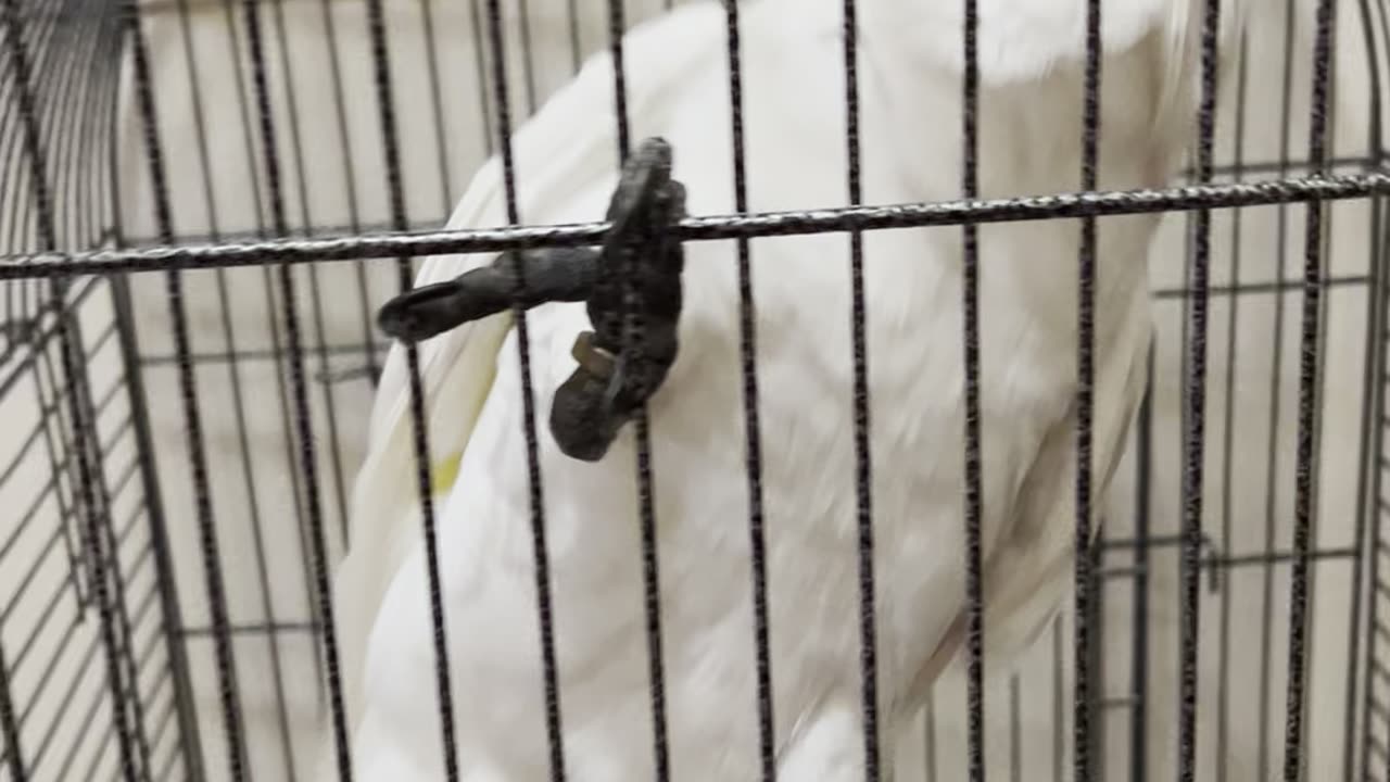 my funny bird and very angry to close him in cage