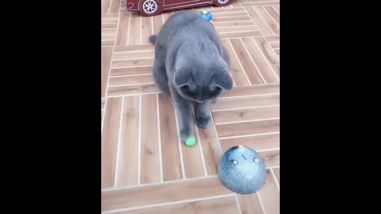 Smart Cat guessing where the ball is