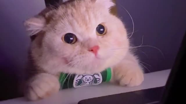 Cute and Funny Cat Videos/ Smile Cats and Dancing Cats #E005