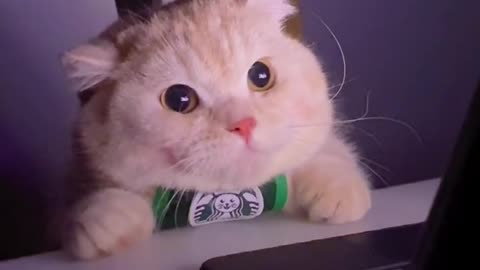 Cute and Funny Cat Videos/ Smile Cats and Dancing Cats #E005