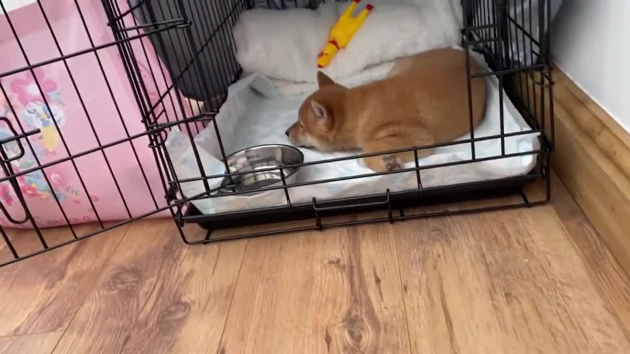 Shiba Inu puppy meets Ragdoll, 8 weeks old Shiba Inu puppy coming to new home