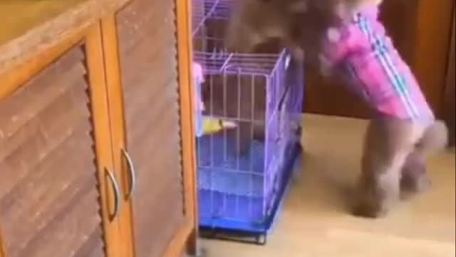 Dog being smart and doing human stuff