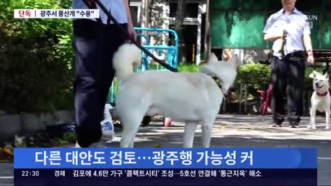 [단독] 文 반납 풍산개들, 광주동물원으로 갈 듯…유일하게 수용 입장