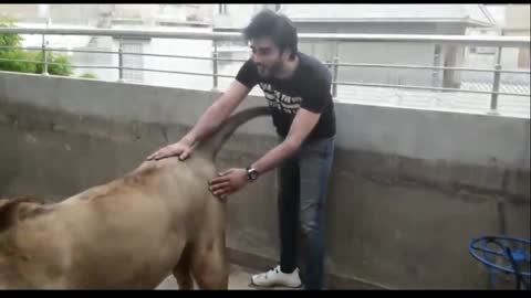 Man playing with Lion