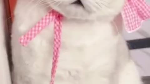 Lovely cutest animals | Cute Animals #cat#98 #shorts